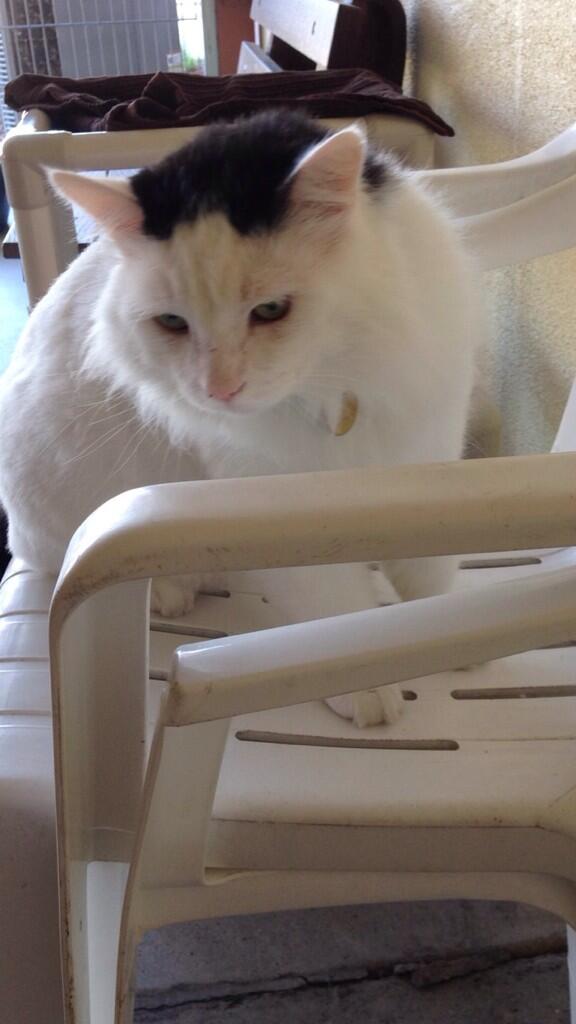 slomeow's tweet photo. Meet rocky! http://t.co/vKRSBijcfp