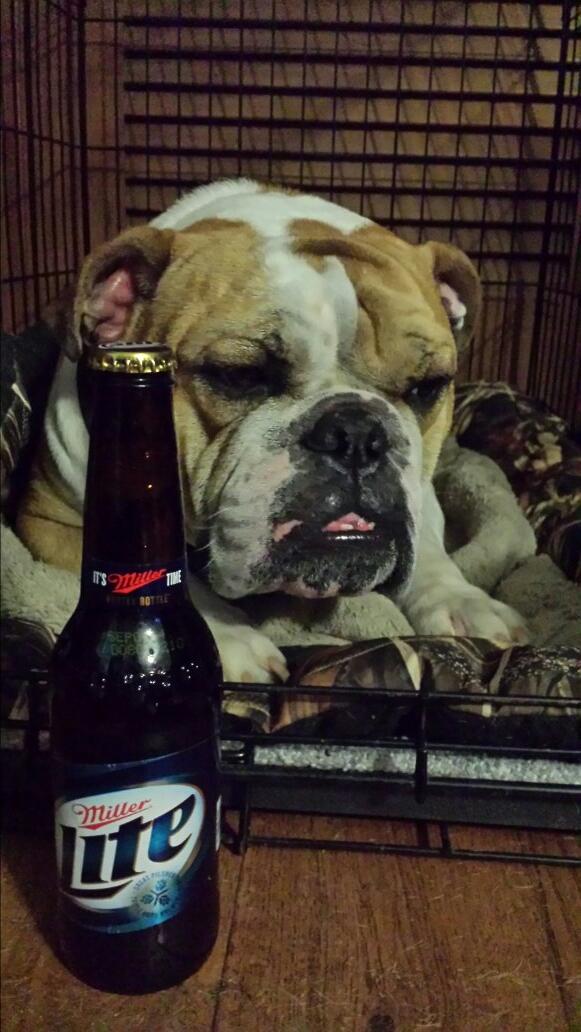 kimlovespups's tweet photo. @MillerLite #ItsMillerTime http://t.co/QnjUUCG6si