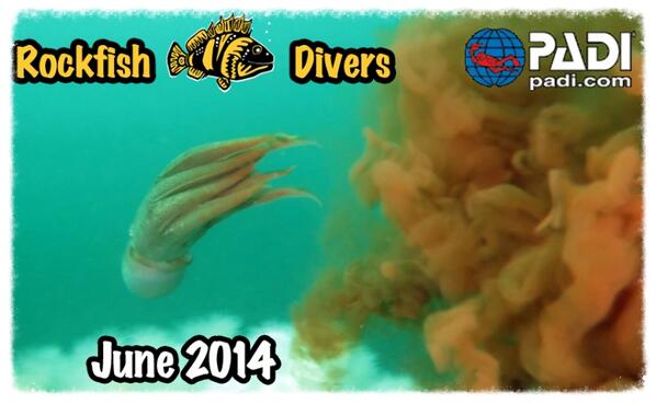 RockfishDivers's tweet image. @RockfishDivers June #Newsletter: #WorldOceansDay, #Whalesharks, #DiveCharters, and more! us6.campaign-archive2.com/?u=ba79251fb0e…
