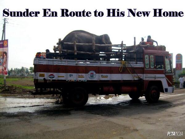 1M_Vegans's tweet image. Success!!! Sunder en route to his new home :) 
The abuse is over :)