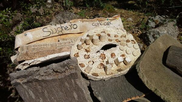 nausjka's tweet image. Già nel 1500 a.C. si usava il sughero come isolante #NuragheMajori #delphina #delphinahotels #Sardegna