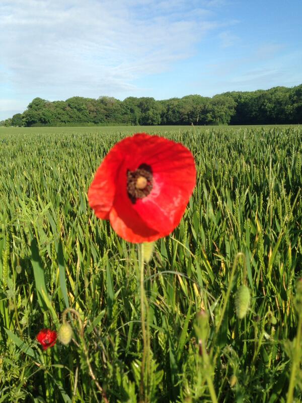 #DDay70 we remember the bravery of our troops 70 years ago.
