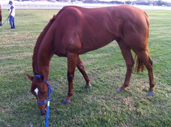 Just keeping it casual before the #g1 #qldderby #feelingexcited #teamsonntag @Globalgallop @boom_racing