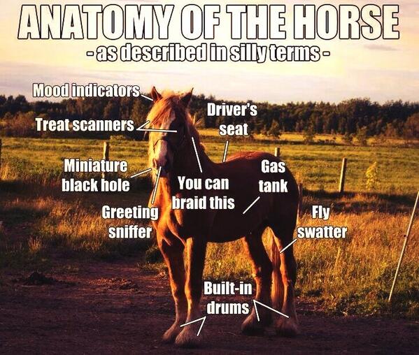EquestrianFail tweet picture