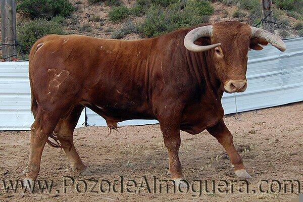 almastaurinas's tweet photo. Pozo de Almoguera el 7 y 8 encierros por sus calles a las 12:00 ambos días y el sábado también a las 19:00 http://t.co/eKZYqyVzkH