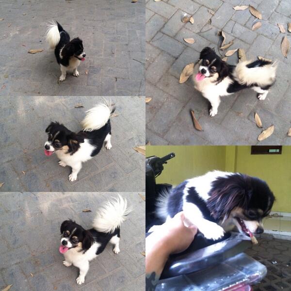 Tengku Fadli Akhmazi On Twitter Di Jual Anjing Betina Peking Mix