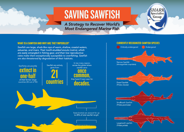 saveourseas's tweet photo. RT @ZSLMarine: Fantastic news! Sawfish Conservation Strategy released at #Sharks14 http://t.co/d3xqHsIh7P @IUCNShark http://t.co/owK51Co3Ui