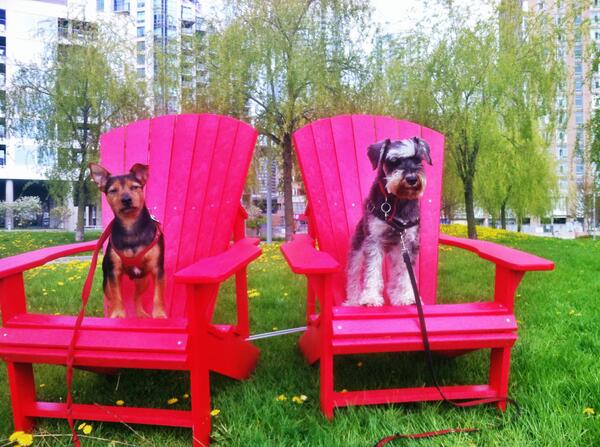 BarksNPurrs's tweet image. Happy #Friday! Hiro and Ollie hope it&apos;s filled with lounging in the sun! #relaxingdogs