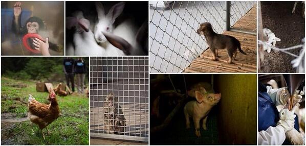 IgualdadAnimal's tweet photo. En Igualdad Animal trabajamos para sacar a la luz el maltrato animal. Ayúdanos continuar--> http://t.co/Dn1FzAsqud http://t.co/yNjTMP8GzF