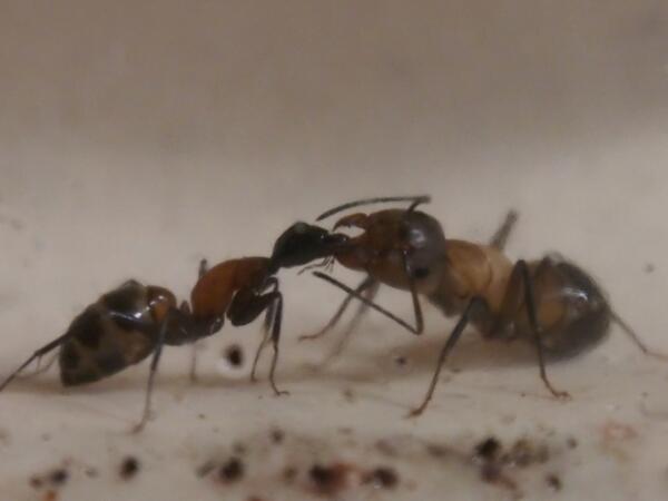 メレ山メレ子 新刊発売中 本日 弊巣に繭から出てきたと思われる兵隊アリ 働きアリよりひとまわりでかい 働きアリの頭を触角で叩いて エサの口移しをねだっています Http T Co O5d9u4jvcb