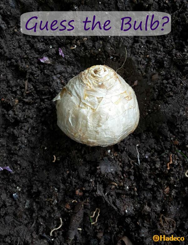 HadecoBulbs tweet picture