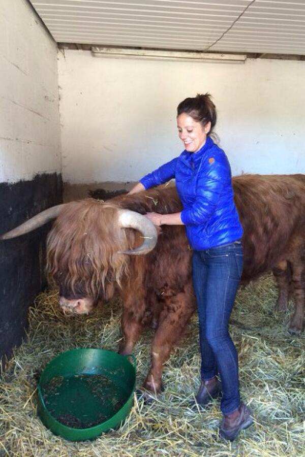 EquineOutline's tweet photo. Looks like I'm moving into bovines as well! Check out this awesome little fella #highland #bull http://t.co/BLnuFcws4p