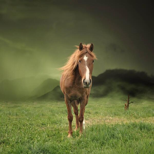 Lovely breeze of early morning..... by Caras Ionut #inspirational #horse #CGE