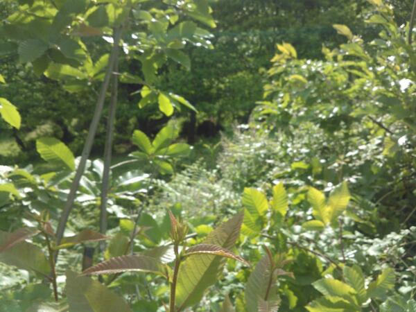 martamaticas's tweet image. @FET_Oviedo #excursionesfindecurso ya vimos los caballos, bisontes y museo prehistoria