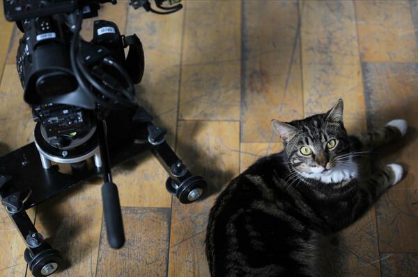 BBCcats's tweet image. See Cyril the rescue cat's amazing slo-mo jump at the #BBCScience Zone #CheltSciFest tomorrow bbc.in/STthNx