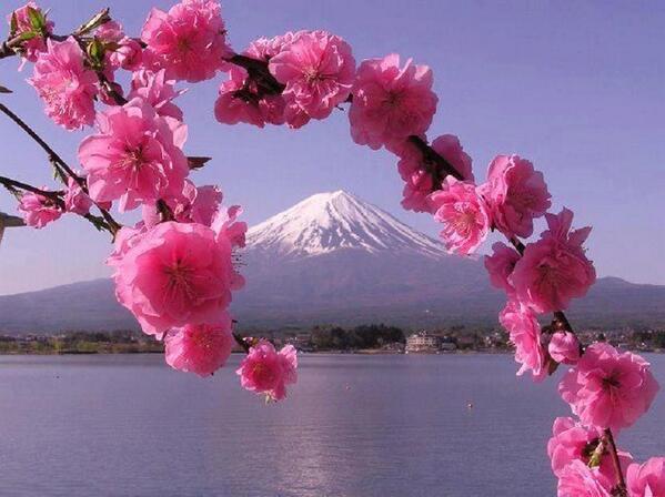 Sakura @ Fuji #inspiration #Harmony #serenity #zen #CGE