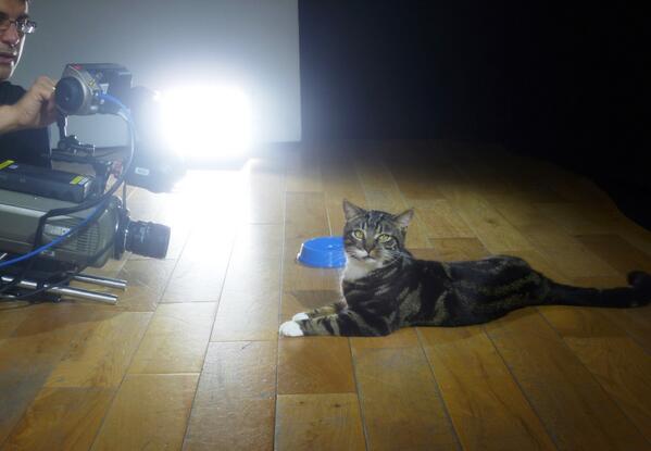 themayhew's tweet image. Mayhew Cyril in #BBCcats! Check out his slow-mo at the #BBCScience Zone #CheltSciFest tomorrow bbc.in/STthNx