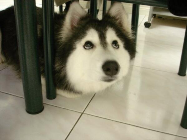 onedio's tweet photo. Şirinlik Patlaması: Kediler Tarafından Yetiştirilen ve Kendini Kedi Sanan Husky 
http://t.co/scl1AjW4os http://t.co/HvgYsyfHiV