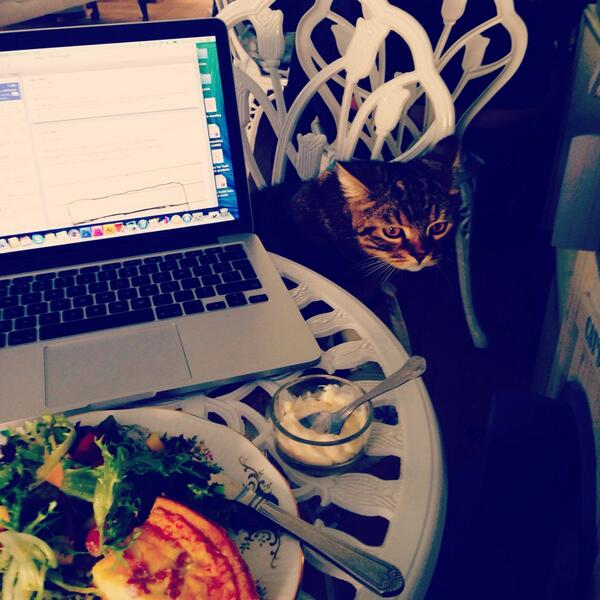 Thriftola's tweet photo. Working lunch @LadyDinahsCats cafe today! http://t.co/sJtrpwmyn5