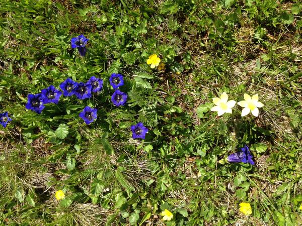 AletschArena_ch's tweet photo. Entschleunigungs-Tipp Nr. 4
Die kleinen wahren Schätze der Alpen bewundern
#feelfree #aletscharena http://t.co/Pzh2I2mu2H