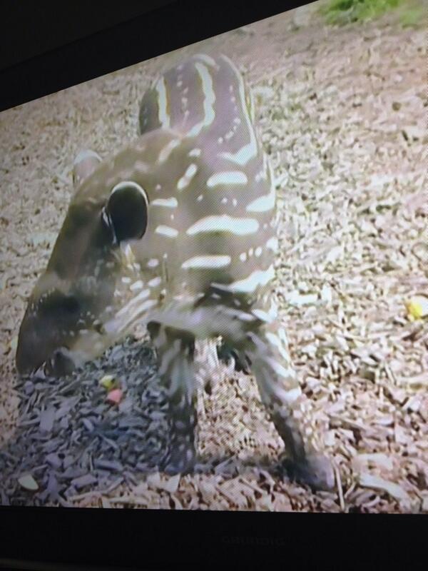 M_amp's tweet photo. @KevinHart4real remember the deebra, well I just seen a pigbra😂😩 http://t.co/WbqYyX4qaX