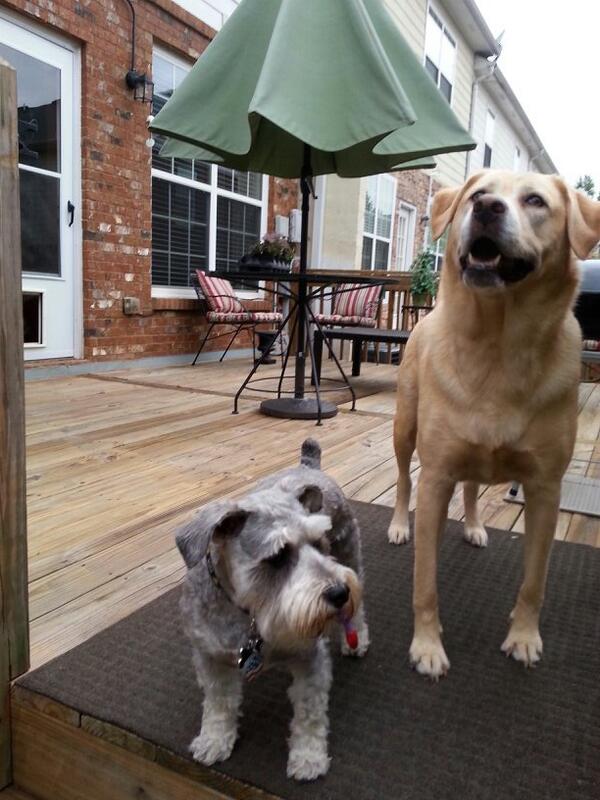Petsmart1759's tweet photo. @cawley_barbara @Petsmart1075 http://t.co/lj3jt0ydxv