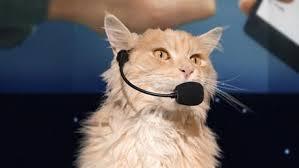 LauraAnn2609's tweet photo. Loving the #bemoredog ad - keeping hoping my cat will suddenly start talking and strutting about, would be amazing! http://t.co/WWRg1Vcv1w