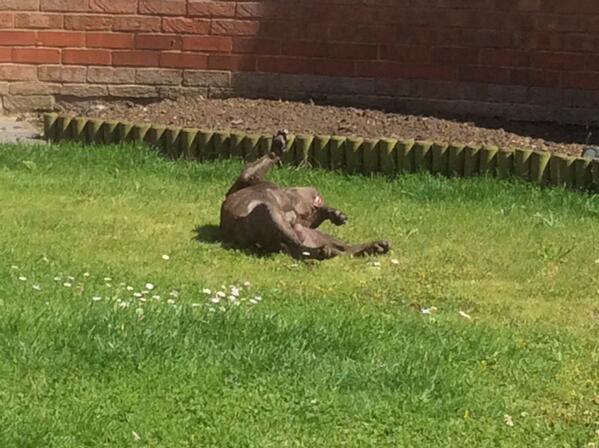 Let it all hang out! #sunbathe #staffystyle