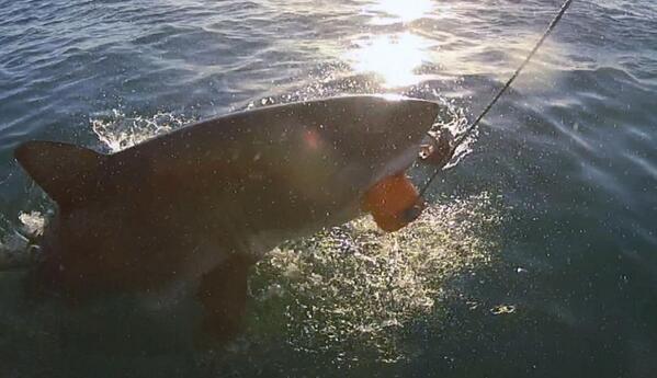 OCEARCH's tweet photo. Ocean’s supersized star spotted http://t.co/QMKkL6z8wm via @IOL #Sharks14 http://t.co/1tXcVreveV