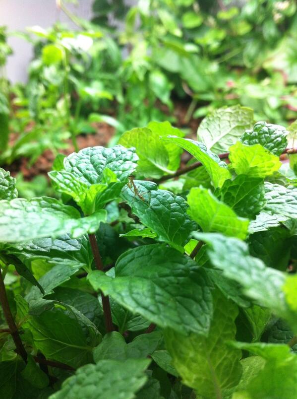 KCAquaponics's tweet photo. Added a few praying mantis to the grow room. http://t.co/rdn6aQTOCj