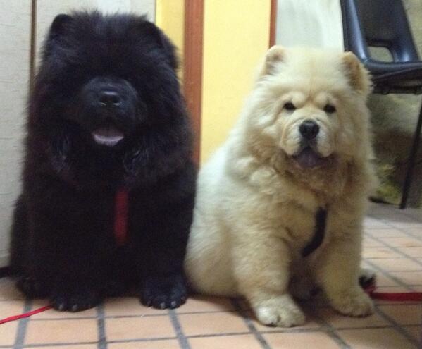 Natichaparro's tweet image. Tommy y Lili #lovechowchow I LOVE U @allanjones29