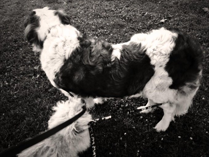 Dog bondage, lol. Roamie managed to wrap his leash around Chelsea again. Enjoying my last days with my