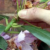 OsbertonN's tweet photo. What to do with your #rhododendron once it has flowered... Read #blog here http://t.co/Dmlz0ynq6z http://t.co/ogvjmihYaK
