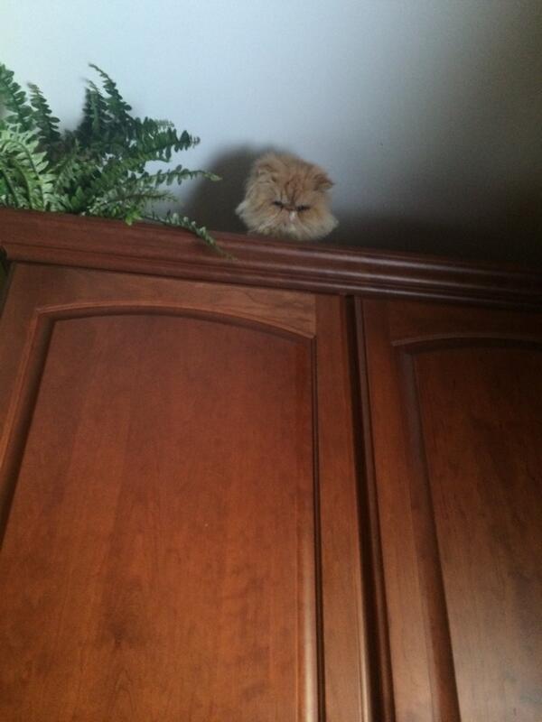 itsalion6969's tweet photo. Searching for new heights #icantgetdown http://t.co/a0JcIu2sXE