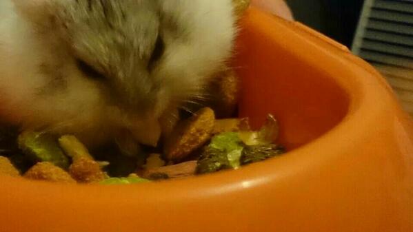 LoveShenanigans's tweet image. Spidey 💜 my little deaf hamster. He doesn't eat out his bowl, he eats IN it 😝 #cute #hamster #pet #love #roborovski