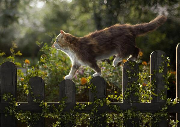 online_render's tweet image. Кот, сделанный в Maya, от Китайского 3d художника Heyun Wang renderart.ru/art/cat #ВзаимныйФолловинг