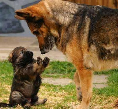 Monimoniiiii's tweet photo. “@_Paisajes_: e lo juro mami, yo no lo hice!. http://t.co/tRxAfgW7zn” @rafagarciag