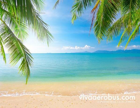 VivaAerobus's tweet image. #SabíasQue los mejores #VivaDestinos para tu viaje de #Graduación son #Cancun #Vallarta y #LosCabos