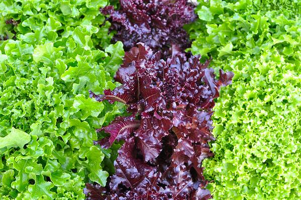 Se acerca el fin de semana! Te hacen falta plantines? Hacenos tu pedido a srahuerta@gmail.com #Buenfinde