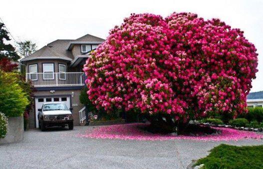 OraYReflexiona's tweet photo. Este árbol tiene 125 años, ¿Qué opinas? http://t.co/JRe7hczQoi