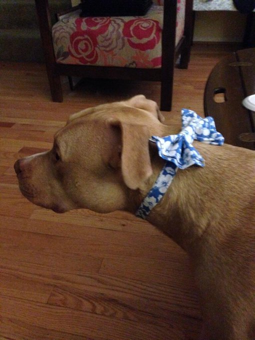 PUPPY IN A BOWTIE! PUPPY IN A BOWTIE!! http://t.co/UWl6ft8hA5<a href="/tag/windstream"class="tags"><span>#windstream</span></a>
