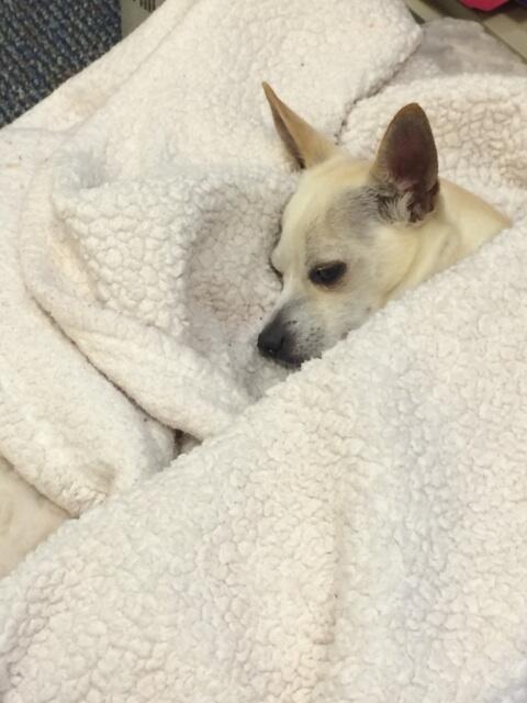 RealWorldProb's tweet image. Seriously my dog is a fucking blast when I bring her to my office. #sleepsallday #realworldprob