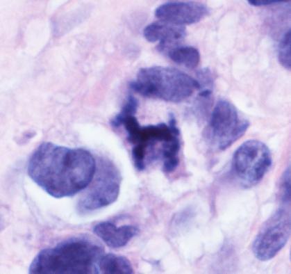 Kristie White, MD tweet media