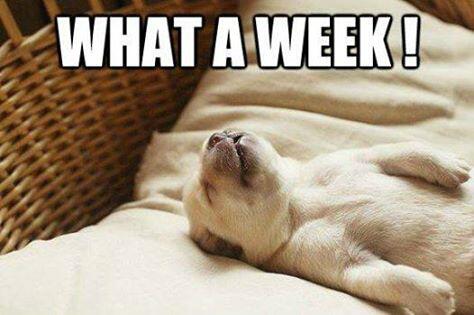 FriskyFatFeline's tweet image. I'm pooped!