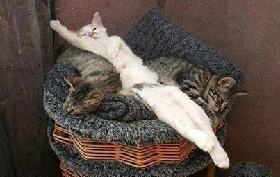 FriskyFatFeline's tweet image. A little feline drama at bed time...