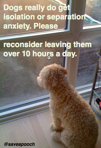 Saveapooch's tweet image. Having a #dog isn't for everyone. Please don't get a dog for the sake of accessories. Love them for who they are!