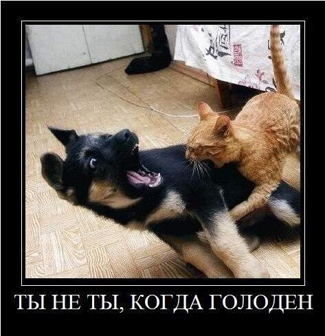 Vladaf3K's tweet photo. http://t.co/BnjKJU9jNp