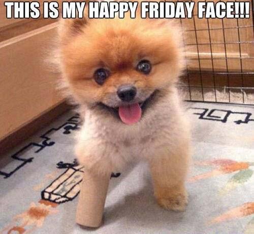 Wendy Diamond on Twitter: "Cutest Happy Friday Puppy Face! Have a great  weekend! http://t.co/hgBG9FI8gj" / Twitter