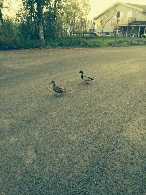 MSnorre's tweet photo. Trivdes ikke. Flytta til Brinkveien. Snåbbe-ender😪 http://t.co/QHrfxjK6Af