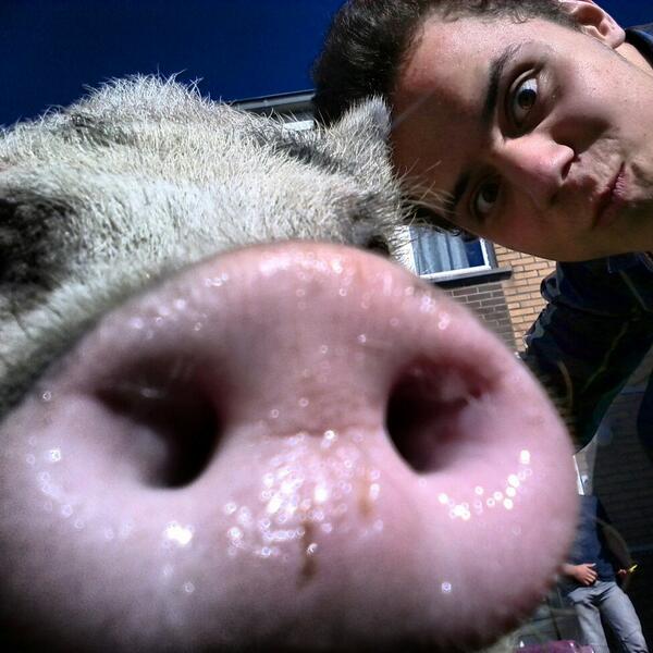 Timatiiva's tweet image. Я купил свинью, я люблю свою свинью :3